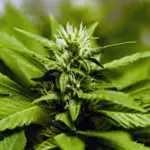 is weed legal in nc